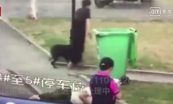 護狗反被咬一事只怪黑衣女人遛狗不牽繩