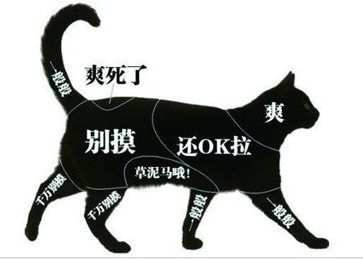 擼貓緩解老年癡呆 又一養貓的好理由來了